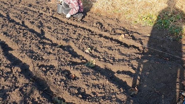 Зимняя посадка фриго, сорт Роксана. Выживут ли саженцы фриго посаженные в зиму. смотреть онлайн