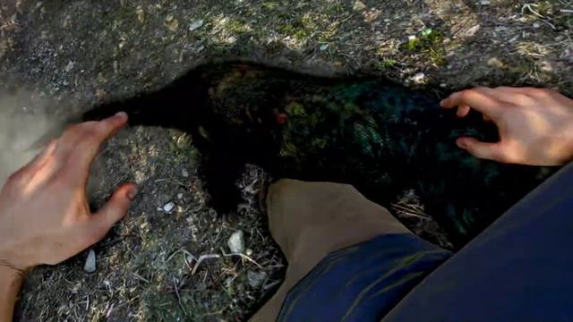 Far Cry 3 Komodo Dragon Attack | Best HD Gameplay смотреть онлайн