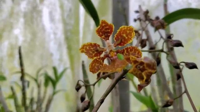 Native orchids of Jamaica: Part 1 смотреть онлайн