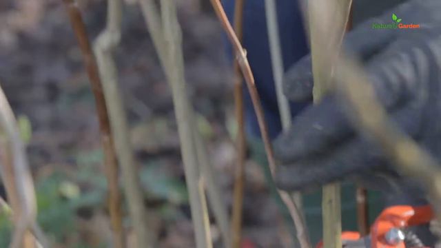 Hydrangea pruning: when and how, easy steps смотреть онлайн