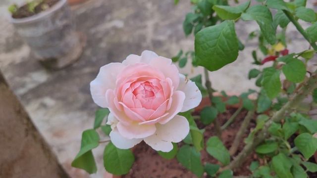 Rose - Sharifa Asma смотреть онлайн