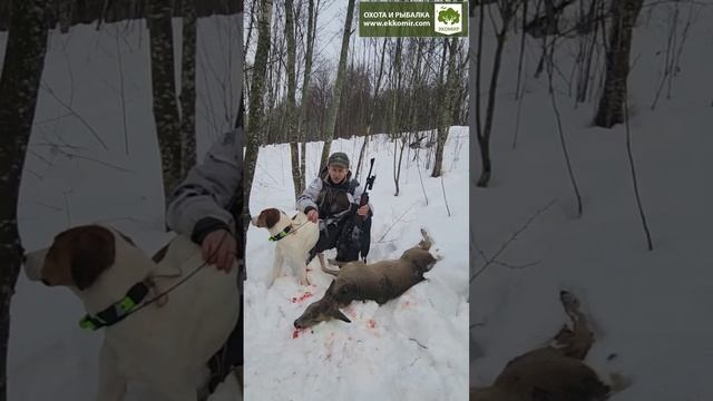 Охота на косулю с русскими пегими. смотреть онлайн