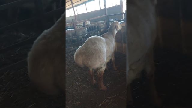 Племенной баран эдильбаевской породы смотреть онлайн