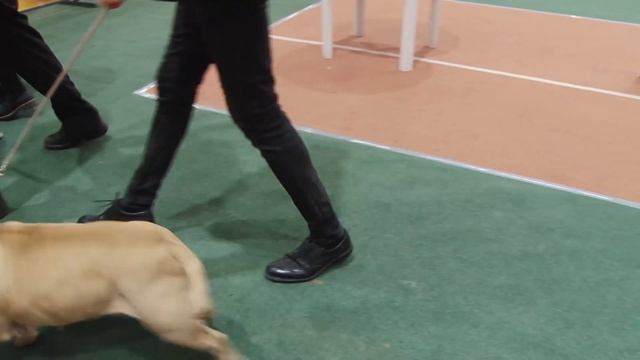 АМЕРИКАНСКИЙ БУЛЛИ. Плюсы и минусы амбулли AMERICAN BULLY смотреть онлайн