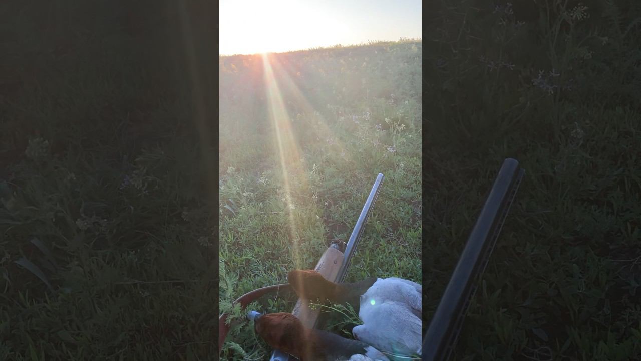 Вот это селезни! Красавцы! #охота смотреть онлайн