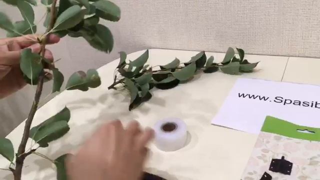 прививочный секатор для плодовых деревьев пример использования смотреть онлайн