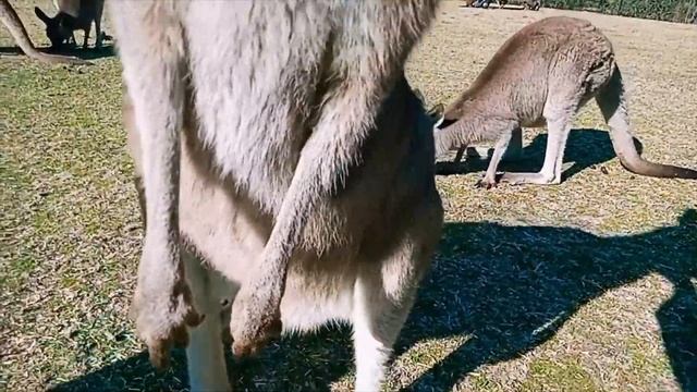 КЕНГУРУ В ШОКЕ: Русский гид в Австралии чуть не украл у кенгуру детеныша из сумки!