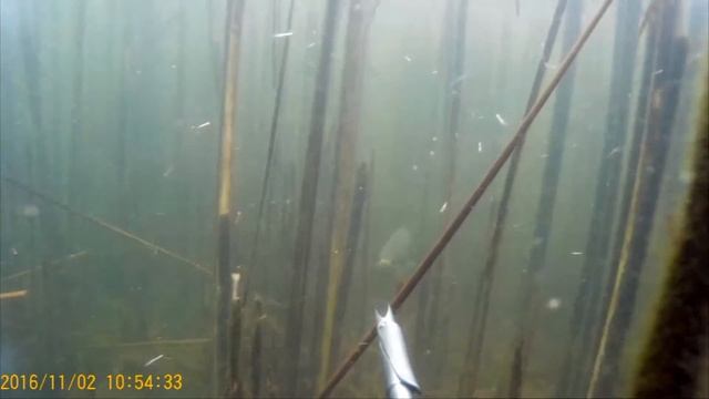 Подводная охота карась в камыше смотреть онлайн