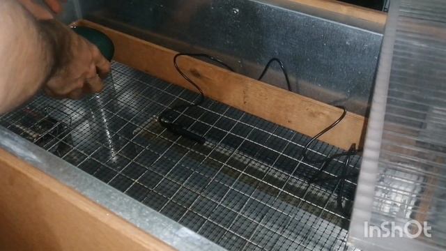 инкубация страуса Эму от и до. вместе с вами поэтапно. смотреть онлайн