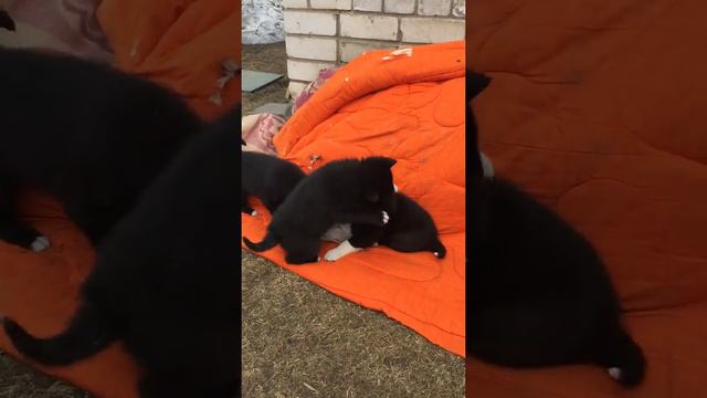 Щенки русско-европейской лайки кобели смотреть онлайн