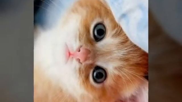 как видела сон. милые щенята смотреть онлайн
