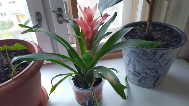 Гузмания микс Обзорчик и состояние на октябрь 2020 год смотреть онлайн