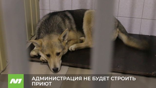 АДМИНИСТРАЦИЯ НЕ БУДЕТ СТРОИТЬ ПРИЮТ смотреть онлайн