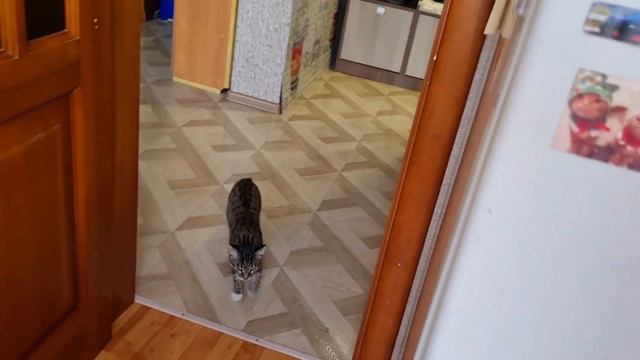 Как можно объяснить кошечке ,что нельзя лежать на обеденном столе. 🤔👀 смотреть онлайн