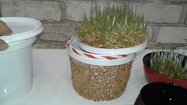 How to grow wheat at home / Как вырастить пшеницу в домашних условиях \ how to grow wheat at home смотреть онлайн