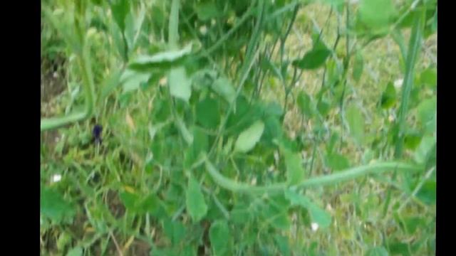 Душистый горошек смотреть онлайн