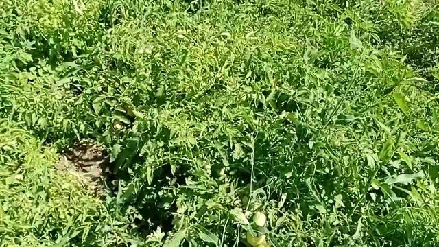 Томат Ляна|Загущенная посадка томатов смотреть онлайн