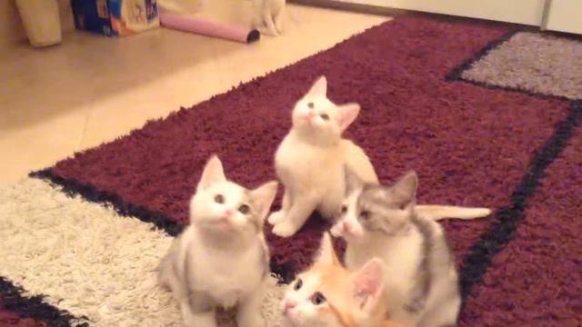 Cats dancing to Dare (La La La) -Shakira смотреть онлайн