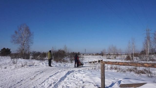 СОБАЧЬЯ УПРЯЖКА. КАТАНИЕ НА ХАСКАХ.МЕЧТА СБЫЛАСЬ, ЯБЫЛ КАЮРОМ. смотреть онлайн