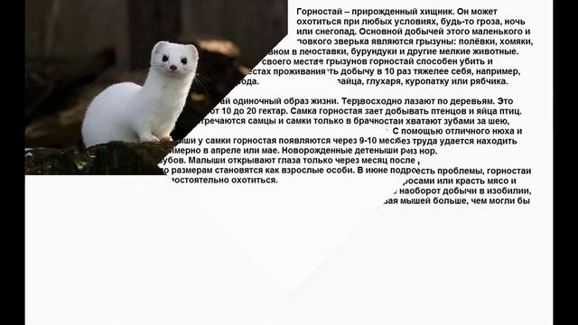 Батл животных ГОРНОСТАЙ VS БАРСУК "Кто милее"? смотреть онлайн