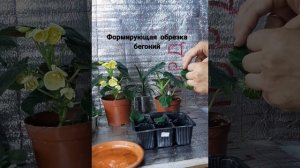 Формирующая обрезка бегоний. Как правильно формировать, чтобы получить пышный кустик?