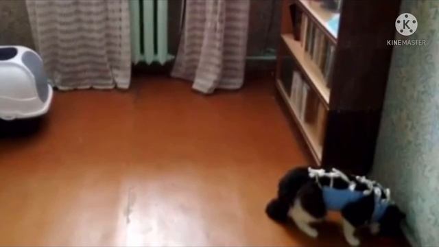 Мужчина подобрал кота, отдал ему свою комнату, но не заметил один нюанс... смотреть онлайн