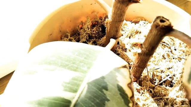Как заставить фикус ветвиться. Фикус Тинеке. Размножение фикуса