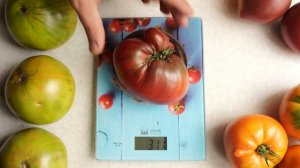 Мал, да удал! Урожайный томат гном Фиолетовое сердце!