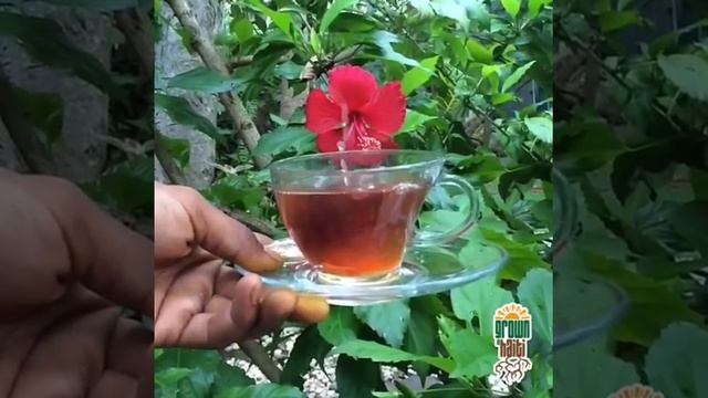 Magic of Hibiscus Tea: Transforming into a Vibrant Red Color with Citrus (Hibiscus Rosa-Sinensis) смотреть онлайн
