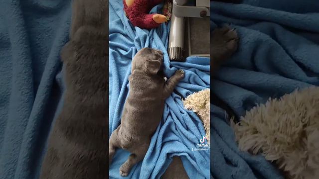 Щенки Французского Бульдога💕💕💕 смотреть онлайн