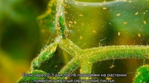 Каланхоэ на улице в открытом грунте — можно ли высаживать на улицу