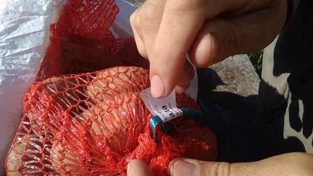 Картофель.Выбираем сорта картофеля.Зачем покупать семенной картофель элита смотреть онлайн