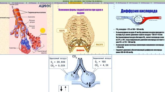 37.7.1 Легкие.Дыхание