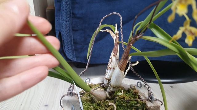 Dendrobium canaliculatum, Dendrobium unicorn...первое цветение.Мои наблюдения. смотреть онлайн