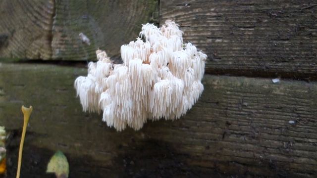 Bear's Head Tooth mushroom смотреть онлайн