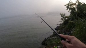 Ловля Чехони на мелкий силикон в р.Кубань.