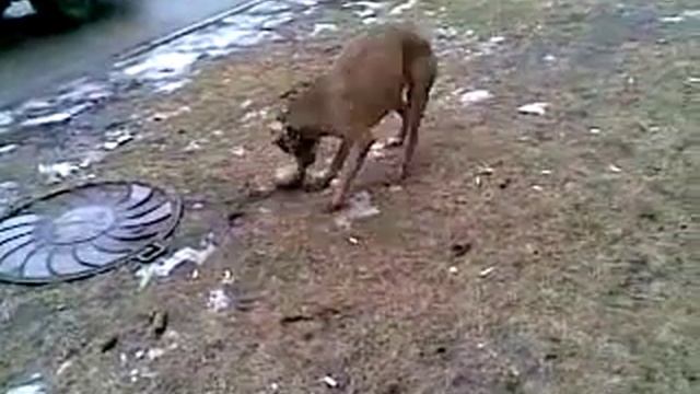 питбуль и камень смотреть онлайн