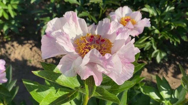 Пион Tranquil Dove