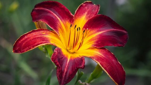 Dienlilijas 2021 смотреть онлайн