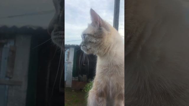 Крысоловка наша смотреть онлайн