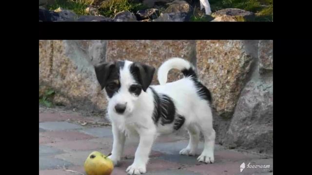 Джек Рассел Парсон Рассел терьер слайд шоу смотреть онлайн