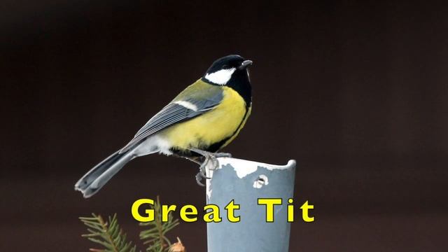 Guess the Bird Song | British Bird Calls | Most Well-Know Birds смотреть онлайн
