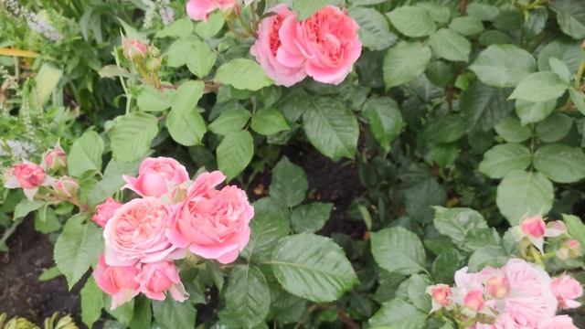 Роза Мэри Энн (Rosen Tantau, 2010) Начало обильного цветения в июне #розавсаду смотреть онлайн