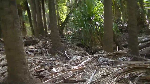 Darwin Australia - Camping Mataranka - термальный бассейн смотреть онлайн