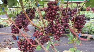 СЕНЯ виноград