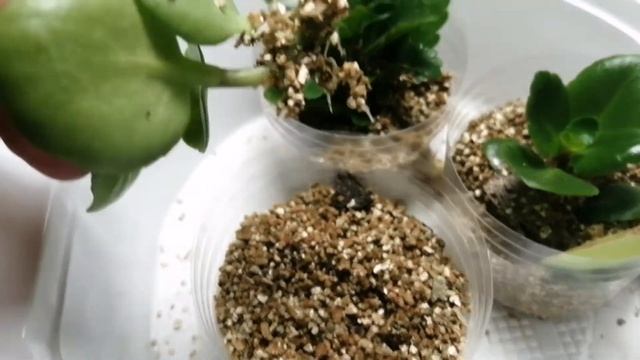 Молодые корни каланхоэ спустя 2 недели! смотреть онлайн