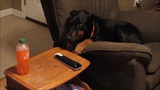 DOBERMAN SMILES VIDEO смотреть онлайн