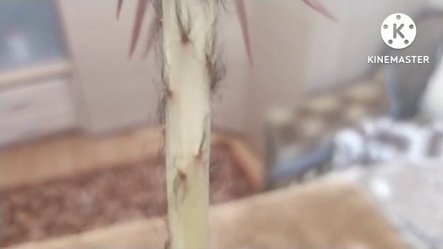 Kakтус Эхинопсис Эйриеза .(Echinopsis Airiesa) #Echinopsis Airiesa #кактусы