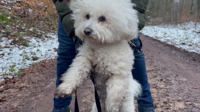 ДЕНЬ С БИШОНОМ ФРИЗЕ ,ПОЗНОВАТЕЛЬНОЕ ВИДЕО ,НУЖНА ЛИ ВАМ ТАКАЯ СОБАКА ,все продукты в инфобоксе смотреть онлайн