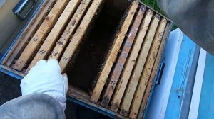 Самый простой отводок пчёл в мае! Часть #1